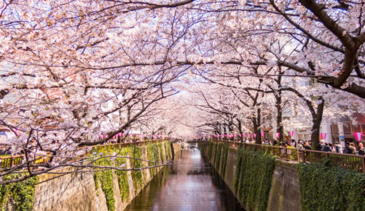 目黒川の桜2020見ごろの時期は？開花情報や桜まつりはある！？